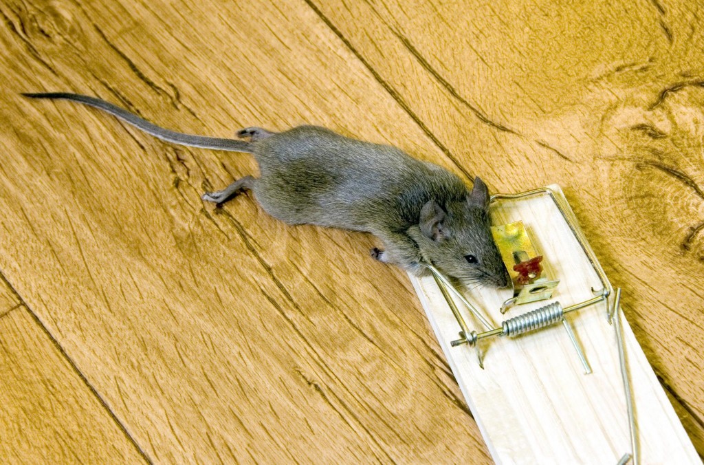 Mouse Traps - Meet Your MouseMeet Your Mouse